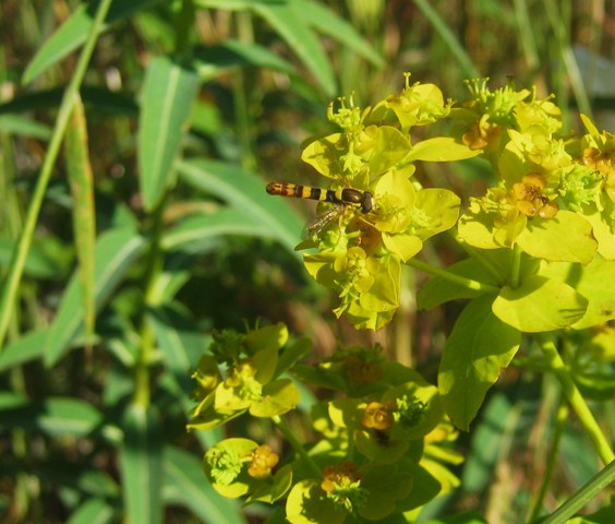 Sphaerophoria scripta
